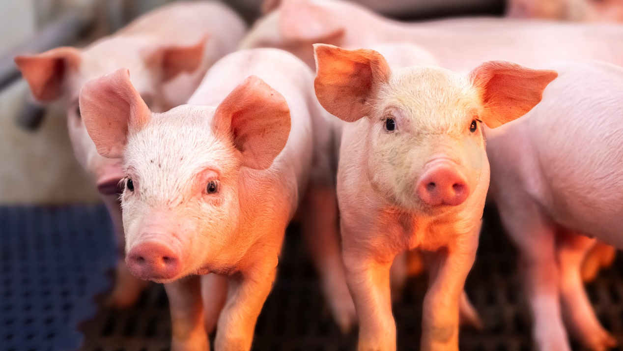 图片2.png 图片2.png